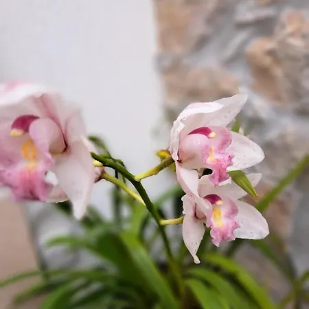 Poco E Meio - Padel & Pool Farmház