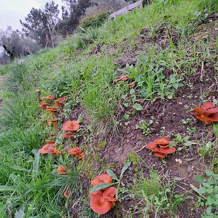 农家乐 Poco E Meio - Padel & Pool