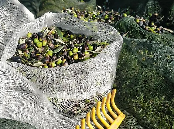 Poco E Meio - Padel & Pool Фермерский дом