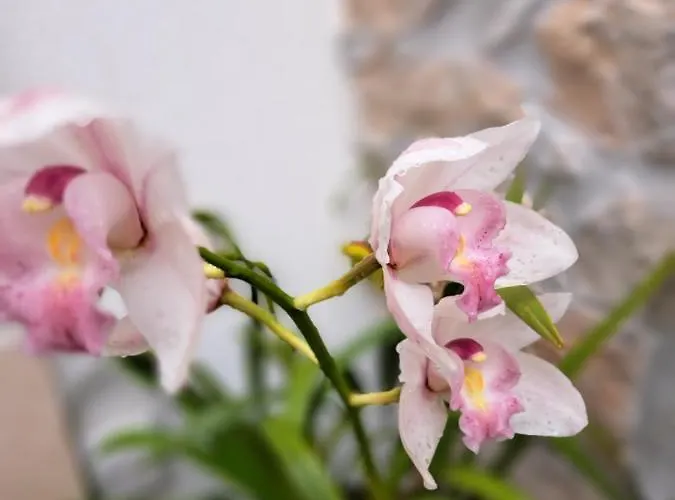 Poco E Meio - Padel & Pool Фермерский дом