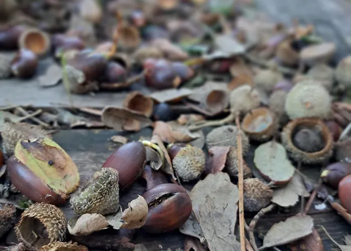 Poco E Meio - Padel & Pool Фермерский дом *