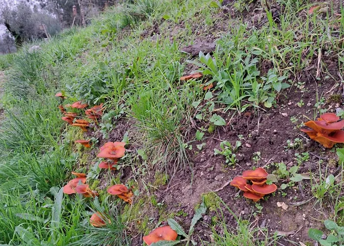 Фермерский дом Poco E Meio - Padel & Pool